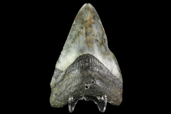 Bargain, Fossil Megalodon Tooth - North Carolina #109714